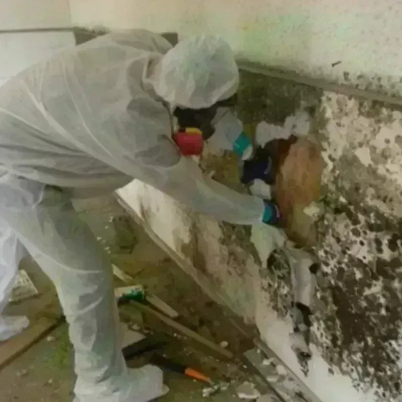 Mold Remediation and Removal in Largo, MD